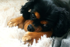 Jack